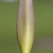 Image of Arum concinnatum  Schott.