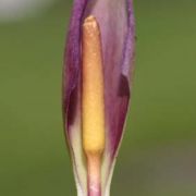 Image of Arum concinnatum  Schott.