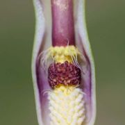 Image of Arum concinnatum  Schott.