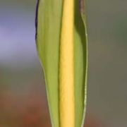 Image of Arum concinnatum  Schott.