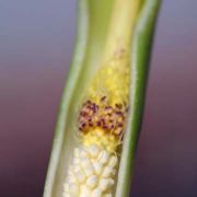 Image of Arum concinnatum  Schott.