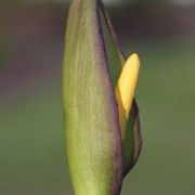 Image of Arum concinnatum  Schott.