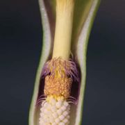 Image of Arum concinnatum  Schott.