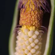 Image of Arum concinnatum  Schott.