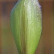 Image of Arum concinnatum  Schott.