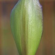 Image of Arum concinnatum  Schott.