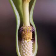 Image of Arum concinnatum  Schott.