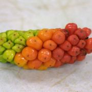 Image of Arum concinnatum  Schott.