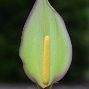 Image of Arum concinnatum  Schott.