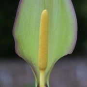 Image of Arum concinnatum  Schott.