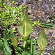 Image of Arum concinnatum  Schott.