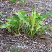 Image of Arum concinnatum  Schott.