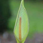 Image of Arum concinnatum  Schott.