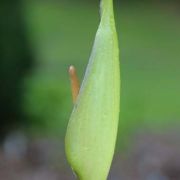 Image of Arum concinnatum  Schott.