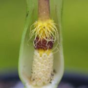 Image of Arum concinnatum  Schott.