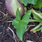 Image of Arum concinnatum  Schott.