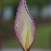 Image of Arum concinnatum  Schott.