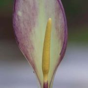 Image of Arum concinnatum  Schott.