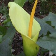 Image of Arum creticum  Boiss. & Heldr..