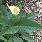 Image of Arum creticum  Boiss. & Heldr..