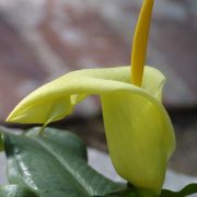 Image of Arum creticum  Boiss. & Heldr..