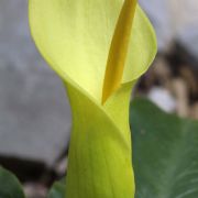 Image of Arum creticum  Boiss. & Heldr..