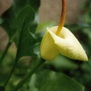 Image of Arum creticum  Boiss. & Heldr..