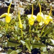 Image of Arum creticum  Boiss. & Heldr..