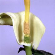 Image of Arum creticum  Boiss. & Heldr..