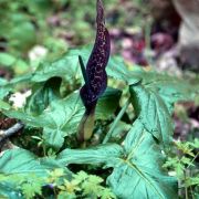 Image of Arum dioscoridis  Sm. in Sibthorp & Smith.