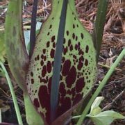 Image of Arum dioscoridis var. cyprium (Schott) Engl..