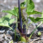 Image of Arum dioscoridis var. cyprium (Schott) Engl..