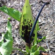 Image of Arum dioscoridis var. cyprium (Schott) Engl..