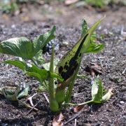 Image of Arum dioscoridis var. cyprium (Schott) Engl..