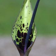 Image of Arum dioscoridis var. cyprium (Schott) Engl..