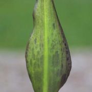 Image of Arum dioscoridis var. cyprium (Schott) Engl..