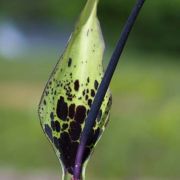 Image of Arum dioscoridis var. cyprium (Schott) Engl..