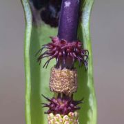 Image of Arum dioscoridis var. cyprium (Schott) Engl..