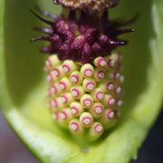 Image of Arum dioscoridis var. cyprium (Schott) Engl..