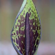 Image of Arum dioscoridis var. cyprium (Schott) Engl..