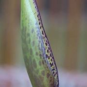 Image of Arum dioscoridis var. cyprium (Schott) Engl..