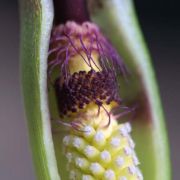 Image of Arum dioscoridis var. cyprium (Schott) Engl..