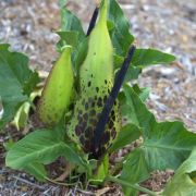 Image of Arum dioscoridis var. cyprium (Schott) Engl..