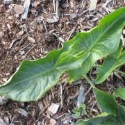 Image of Arum dioscoridis var. cyprium (Schott) Engl..