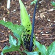 Image of Arum dioscoridis var. cyprium (Schott) Engl..