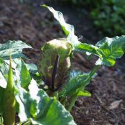 Image of Arum dioscoridis var. cyprium (Schott) Engl..