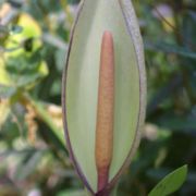 Image of Arum dioscoridis var. syriacum (Blume) Engl..