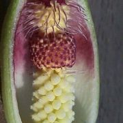 Image of Arum dioscoridis var. syriacum (Blume) Engl..