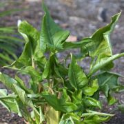 Image of Arum dioscoridis var. syriacum (Blume) Engl..