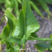 Image of Arum dioscoridis var. syriacum (Blume) Engl..